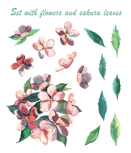 Conjunto Flores Sakura Estilo Acuarela Objetos Aislados Sobre Fondo Blanco —  Fotos de Stock