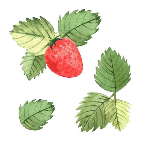 수채화로 딸기와 나뭇잎 배경에 고립됨 — 스톡 사진