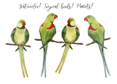 Güzel suluboya papağanlarla dolu. Tropik bölgeler. Gerçekçi tropikal kuşlar. Papağanlar. Beyaz arkaplanda izole