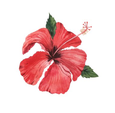 Güzel suluboya tropikal çiçekler ve yapraklar. Tropik bölgeler. Gerçekçi tropikal bitkiler. Beyaz arkaplanda izole