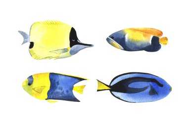 Bir dizi tropikal balık, suluboya tarzda. Beyaz arkaplanda izole