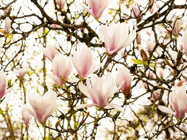 Magnolienblüte. Blühender Frühlingsgarten — Stockfoto