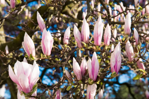 Magnolienblüte. Blühender Frühlingsgarten — Stockfoto