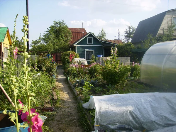 Russian small suburban area with garden plants and flowers, bushes, greenhouses and a small old house.