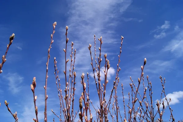 Thin straight branches of a tree or shrub with opening buds on the background of a blue sky with beautiful clouds. Early spring