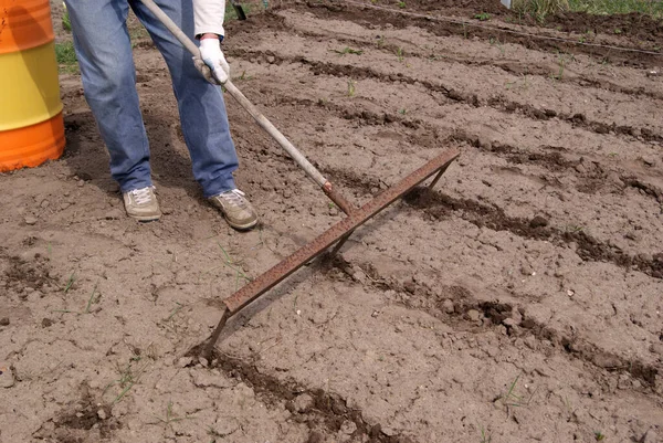 a man marks out with the help of special large three pronged rakes the dug up area for planting potatoes
