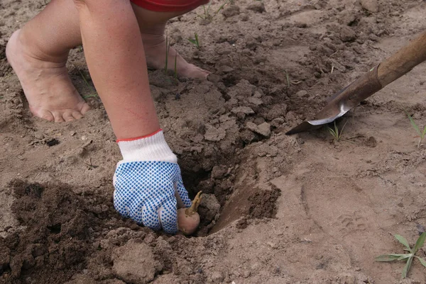 Planting potatoes in the ground. Potatoes with sprouts in a gloved hand.Bare female feet on the ground