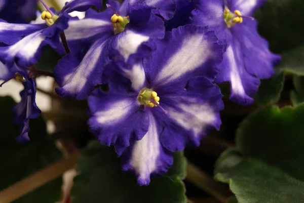 Indoor flower violet close-up. White-purple flowers.