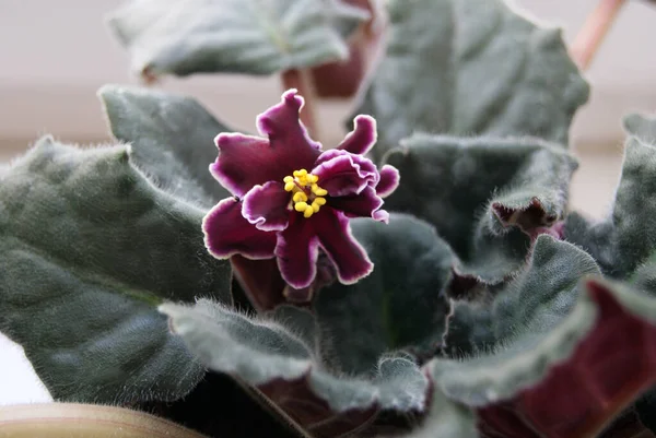 Home flower violet-maroon close-up