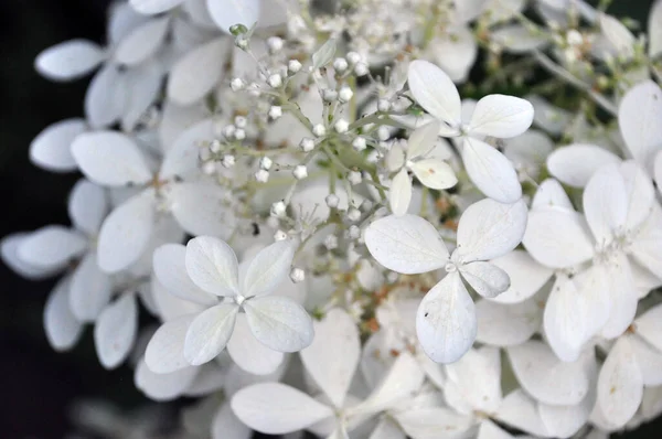Květy Hortenzie Bílé Lehké — Stock fotografie