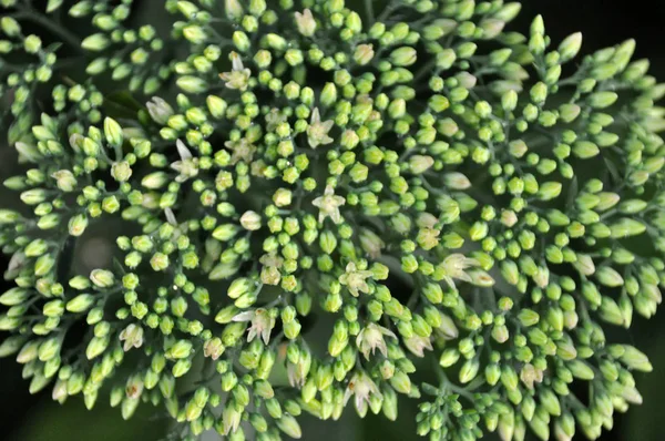 Grüne Blüten Hylotelephium Nikon — Stockfoto