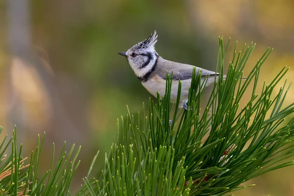 Crested Tit Sitting Pine Branch Bird Nature Habitat Portrait Songbird — ストック写真