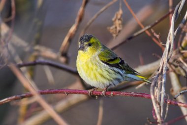 Erkek deri beslemesi (Carduelis spinus veya Spinus spinus). Avrasyalı Siskin ormanda bir ağaç tacında oturuyor..