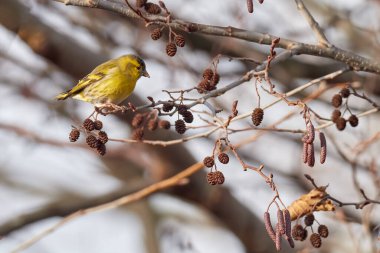 Kuşlar deri yemleme (Carduelis spinus veya Spinus spinus). Avrasyalı Siskin ormanda bir ağaç tacında oturuyor..