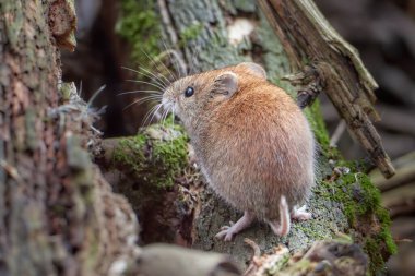 Common Vole (Myodes glareolus; formerly Clethrionomys glareolus). Small vole with reddish-brown fur eating seeds
