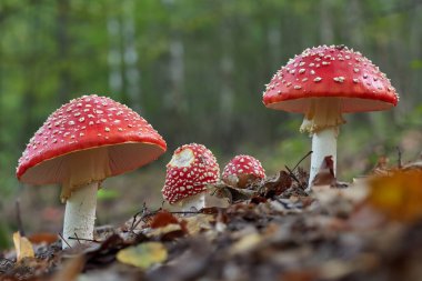 Amanita Muscaria, zehirli mantar. Fotoğraf ormanın arka planında çekildi. Ormanda benekli bir mantar var..