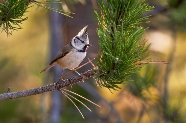 Crested Tit sitting on pine branch. Bird in the nature habitat, Portrait of Songbird tit with crest. Wildlife scene from fall forest. Autumn in nature. Lophophanes cristatus