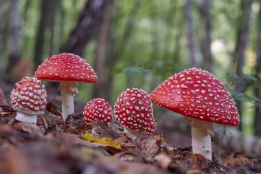 Amanita Muscaria, zehirli mantar. Fotoğraf ormanın arka planında çekildi. Ormanda benekli bir mantar var..