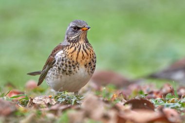 Sersemletici bir tarla (Turdus pilaris) bir çim tepeciğine tünedi..
