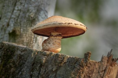 Ölü bir ağaç gövdesinde büyük bir Shaggy Pholiota Hemipholiota Populnea.