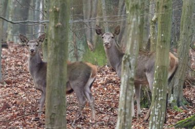 Sanatsal sonbahar doğa görüntüsü. Asil kırmızı geyikleri Cervus Elaphus olan vahşi yaşam. Geyikler kışın başında.