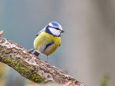 Eurasian blue tit (Cyanistes caeruleus) perching on a tree branch against blue sky.