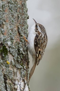 Yeşil bulanık arka planı olan bir çam ağacının gövdesine tünemiş Avrasyalı ya da sıradan bir ağaç yetiştirici (Certhia familiaris). Yoldan geçen küçük kuş çizgili ve benekli kahverengi üst kısmı ve beyaz iç kısmı.