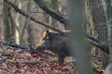 Yaban domuzunu uyarın, sus Scrofa, sonbaharda ormanda vahşice ayakta durun. Vahşi doğadaki tehlikeli saldırgan memelilerin görüntüsü. Doğadaki hayvan tehlikesi kavramı.