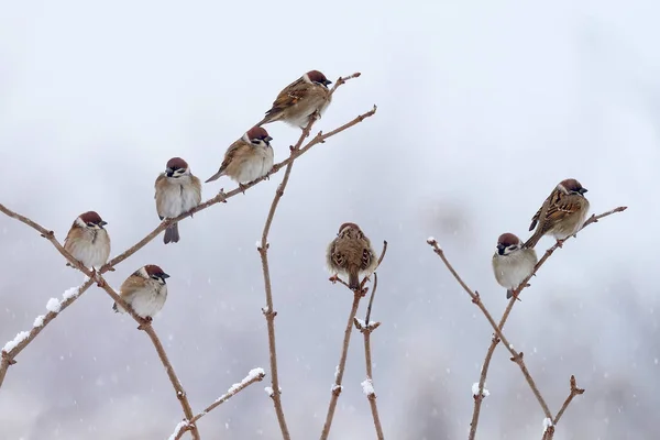 Songbird Tree Sparrow Passer Montanus Sitting Branch Snow Winter Big — Stock Photo, Image