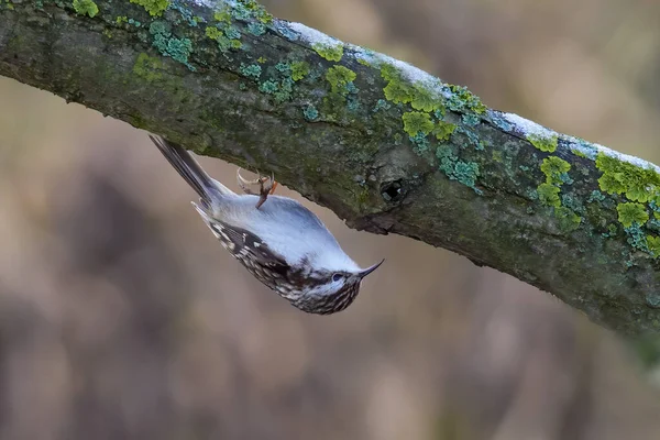 Eurasischer Oder Gemeiner Baumläufer Certhia Familiaris Der Auf Einem Baumstamm — Stockfoto