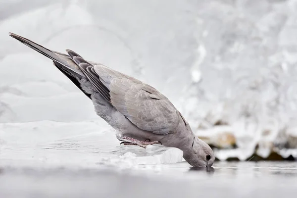 Halstaube Streptopelia Decaocto Trinkt Das Wasser Eines Vogelwasserlochs Spiegelung Wasser — Stockfoto