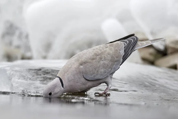 Yakalı Güvercin Streptopelia Dekaocto Bir Kuşun Birikintisinin Suyunu Içer Suda — Stok fotoğraf