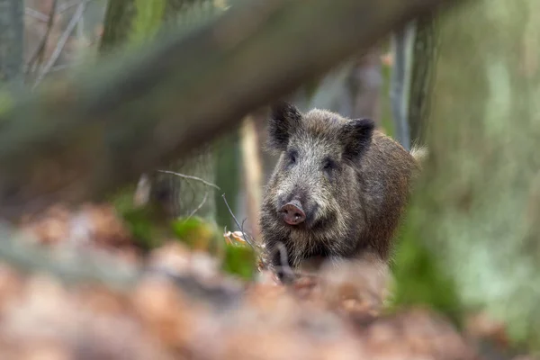Wildschweine Sus Scrofa Spazieren Morgens Wald Und Schauen Die Kamera — Stockfoto