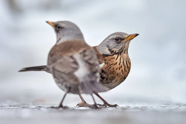 Campo Cubierto Nieve Turdus Pilaris Bebiendo Una Piscina Poco Profunda — Foto de Stock