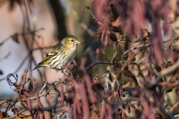 Alimentación Las Hembras Carduelis Spinus Spinus Spinus Eurasiática Siskin Sentado — Foto de Stock