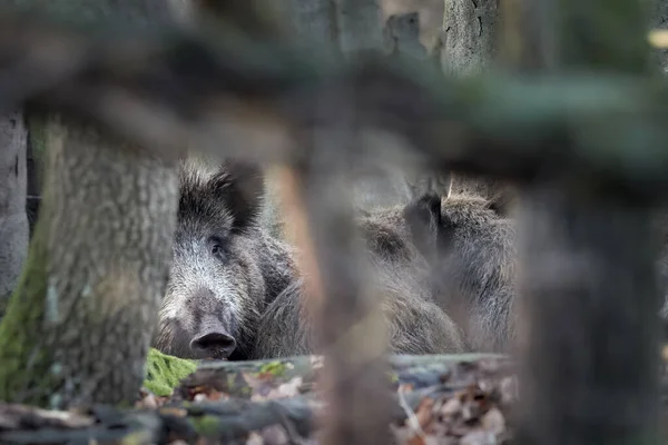 Wildschweinfamilie Liegt Herbst Wald Sus Scrofa Blick Auf Gefährliche Aggressive — Stockfoto