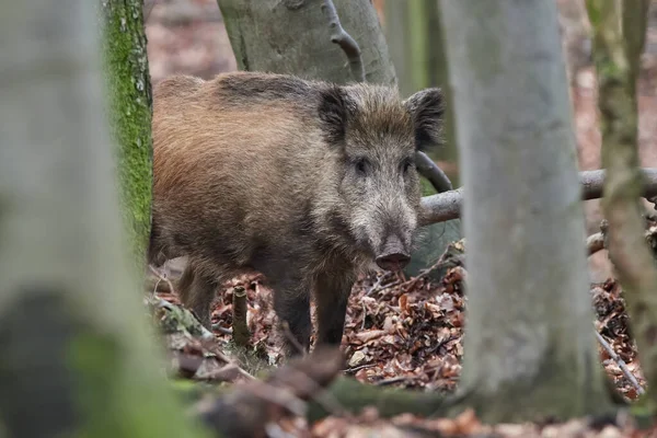 Wildschweine Sus Scrofa Spazieren Morgens Wald Und Schauen Die Kamera — Stockfoto