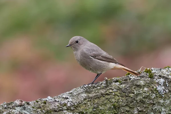 Redstart Negro Phoenicurus Ochruros Hembra Soltera — Foto de Stock