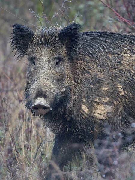 Aufmerksame Männliche Wildschweine Die Herbst Wild Auf Einer Wiese Stehen — Stockfoto