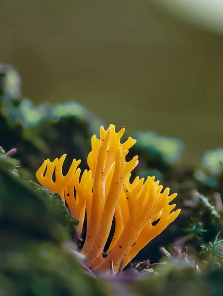 Calocera Viscosa Ongewoon Gevormde Oranje Paddenstoelen Groeien Het Bos Tussen — Stockfoto