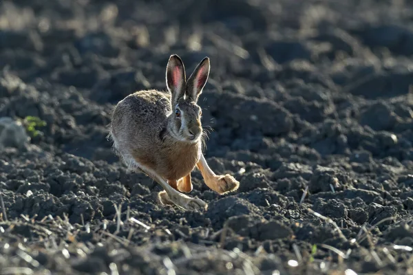 Brown European Hare Running Beautiful Light Brown Field European Wildlife — Stock Photo, Image