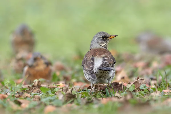 Impresionante Fieldfare Turdus Pilaris Encaramado Suelo Sobre Montículo Hierba — Foto de Stock