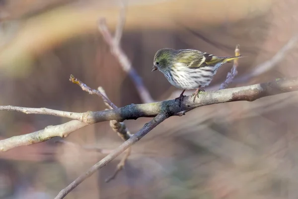 Female Siskin Feeding Carduelis Spinus Spinus Spinus Eurasian Siskin Sitting — Stock Photo, Image