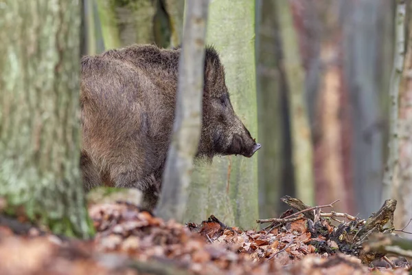 Aufmerksame Wildschweine Die Herbst Wild Auf Einem Waldstück Stehen Blick — Stockfoto