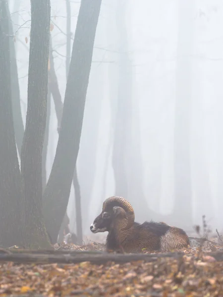 Männchen Des Mufflons Ovis Aries Musimon Ovis Orientalis Winterszene Mit — Stockfoto