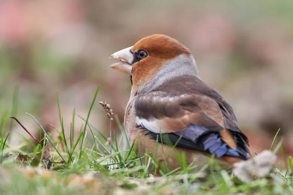 Hermoso Pájaro Cantor Jilguero Coccothraustes Coccothraustes Pájaro Cantor Marrón Sentado — Foto de Stock