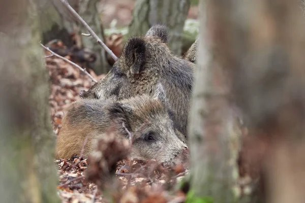 Wild Boar Family Lying Forest Autumntime Sus Scrofa View Dangerous — Stock Photo, Image