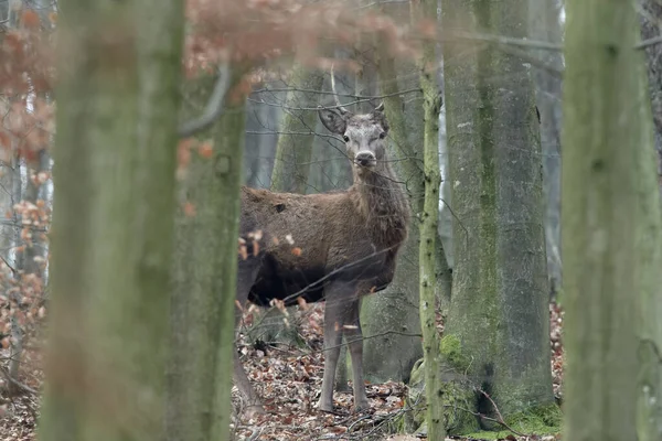 Artistieke Herfst Natuur Beeld Wildlife Landschap Met Nobele Rode Herten — Stockfoto