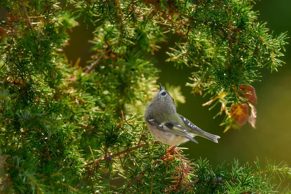 Goldcrest Regulus Regulus Sitting Branch Juniperus Very Small Passerine Bird — Stock Photo, Image