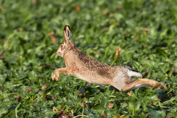 European hare is running in the beautiful light on green grassland, european wildlife, wild animal in the nature habitat,, lepus europaeus
.
